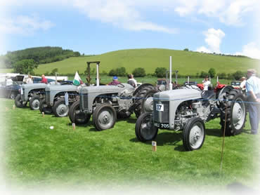 Line of 'Little Grey Fergies'